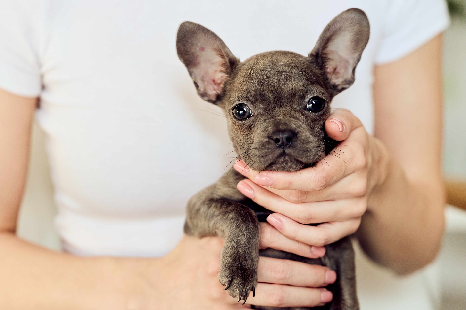 Pups4Sale ad creative